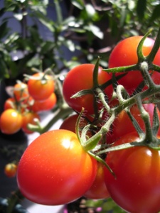 画像(225x300)・拡大画像(255x340)