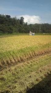 画像(166x300)・拡大画像(355x640)