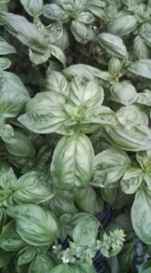 �摜(166x300)�E�g��摜(178x320)