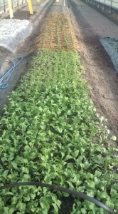 �摜(166x300)�E�g��摜(355x640)