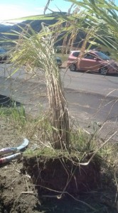 �摜(166x300)�E�g��摜(355x640)