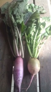 �摜(166x300)�E�g��摜(355x640)