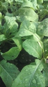 �摜(166x300)�E�g��摜(355x640)