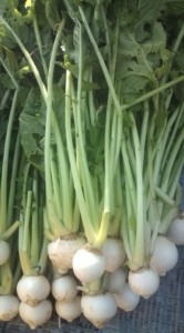 �摜(166x300)�E�g��摜(355x640)