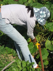 画像(225x300)・拡大画像(255x340)