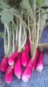 画像(166x300)・拡大画像(355x640)