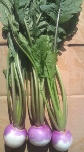 �摜(166x300)�E�g��摜(355x640)