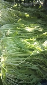 �摜(166x300)�E�g��摜(355x640)