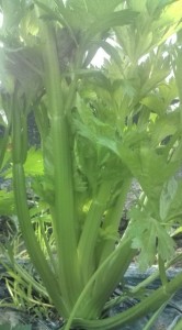 �摜(166x300)�E�g��摜(355x640)