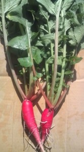 �摜(166x300)�E�g��摜(355x640)