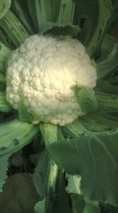 �摜(166x300)�E�g��摜(355x640)