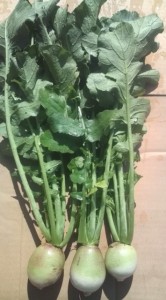 画像(166x300)・拡大画像(355x640)