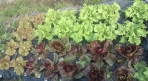 �摜(300x166)�E�g��摜(640x355)