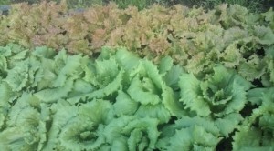 �摜(300x166)�E�g��摜(640x355)