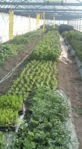 �摜(166x300)�E�g��摜(355x640)