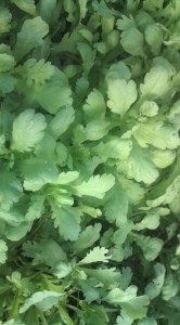 画像(166x300)・拡大画像(355x640)