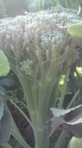 画像(166x300)・拡大画像(355x640)