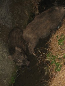 �摜(225x300)�E�g��摜(255x340)