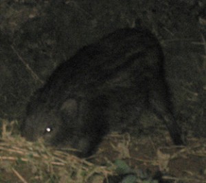 �摜(300x266)�E�g��摜(312x277)