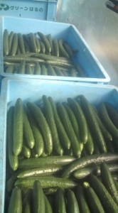 �摜(166x300)�E�g��摜(355x640)