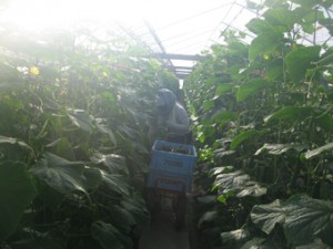 �摜(300x225)�E�g��摜(340x255)