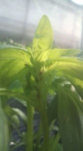 �摜(166x300)�E�g��摜(355x640)