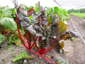 �摜(300x225)�E�g��摜(640x480)