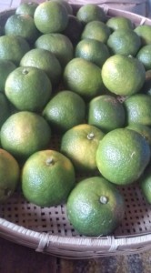 �摜(166x300)�E�g��摜(355x640)