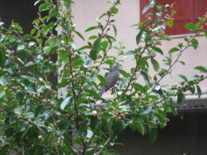 �摜(300x224)�E�g��摜(341x255)