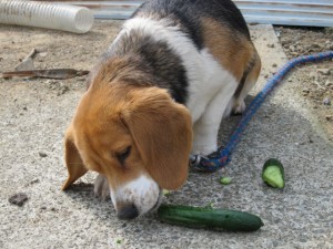 �摜(300x225)�E�g��摜(640x480)