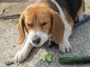 �摜(300x225)�E�g��摜(640x480)