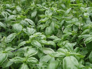 �摜(300x225)�E�g��摜(640x480)