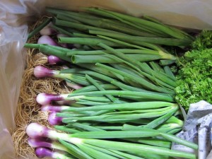 画像(300x225)・拡大画像(640x480)