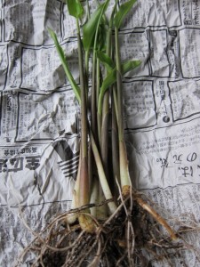 �摜(225x300)�E�g��摜(480x640)