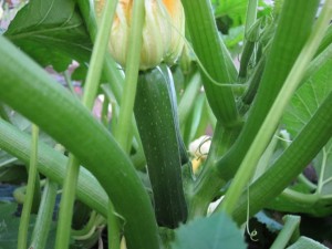 �摜(300x225)�E�g��摜(640x480)