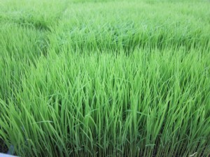 �摜(300x225)�E�g��摜(640x480)