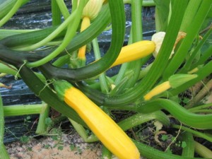 �摜(300x225)�E�g��摜(640x480)