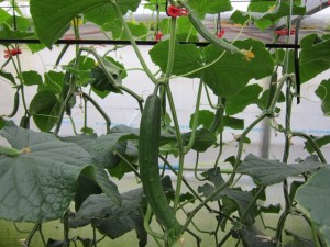 �摜(300x225)�E�g��摜(640x480)