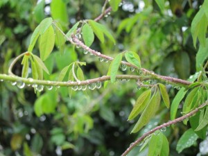 画像(300x225)・拡大画像(640x480)