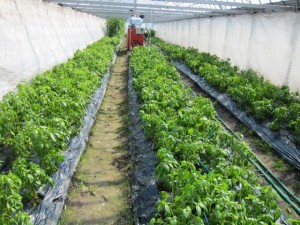 �摜(300x225)�E�g��摜(640x480)