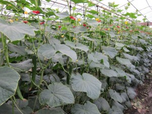 画像(300x225)・拡大画像(640x480)