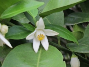 画像(300x225)・拡大画像(640x480)