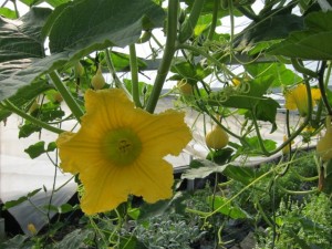 画像(300x225)・拡大画像(640x480)