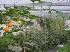 画像(300x225)・拡大画像(640x480)