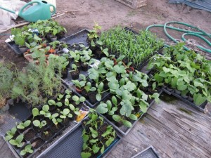 画像(300x225)・拡大画像(640x480)