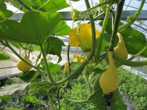 画像(300x225)・拡大画像(640x480)