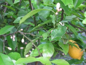 画像(300x225)・拡大画像(640x480)