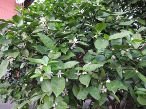 画像(300x225)・拡大画像(640x480)