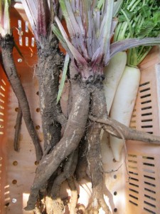 画像(225x300)・拡大画像(480x640)