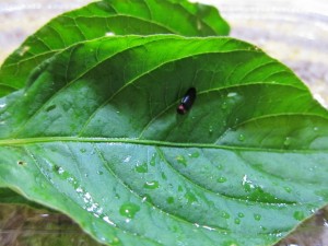 画像(300x225)・拡大画像(640x480)